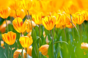 Fotooboi Cvety (103)